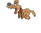 dog running