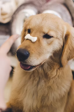 Training a Puppy with Snack